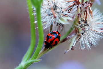 Image showing Ladybird and weeds