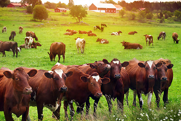 Image showing Herd of cows at summer green field