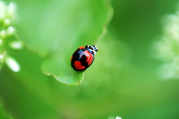 Image showing Ladybird on leaf