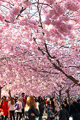 Image showing  Blossoming cherry trees in central Stockholm a sunny spring day