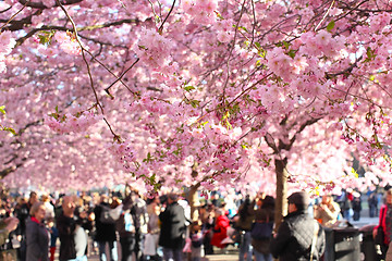 Image showing  Blossoming cherry trees in central Stockholm a sunny spring day