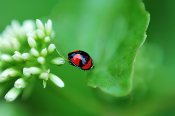 Image showing Ladybird and white flowers