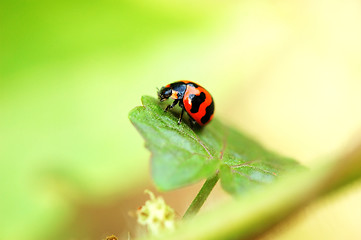 Image showing Ladybird on a leaf