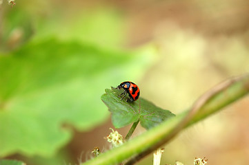 Image showing A resting ladybird