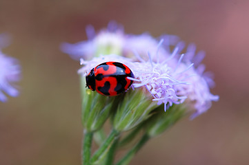 Image showing Ladybird and purple floret