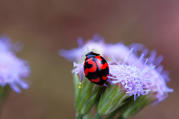 Image showing Ladybird on top of purple floret