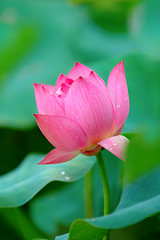 Image showing Lotus flower