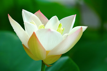 Image showing Close view of lotus flower