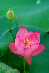 Image showing Lotus flower and bud