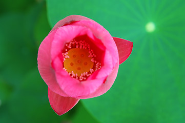 Image showing Top view of lotus flower