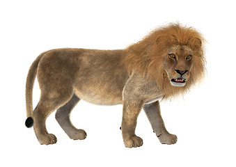 Image showing Male Lion