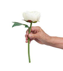 Image showing Old hand giving a rose