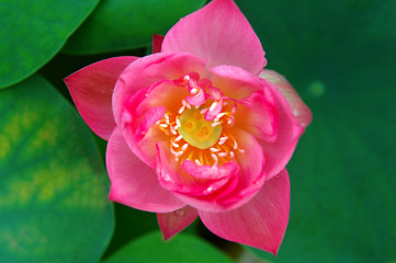 Image showing Top view of lotus flower