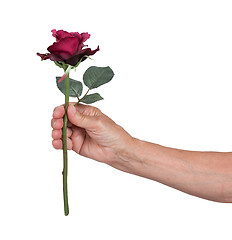 Image showing Old hand giving a rose