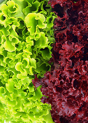 Image showing Lettuce Leaves Background