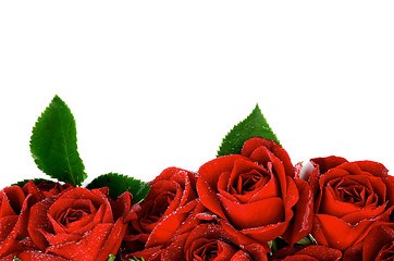 Image showing Red Roses