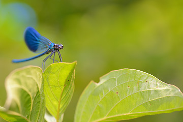 Image showing dragonfly in forest