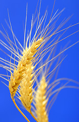 Image showing spikelets and grains of wheat