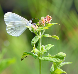 Image showing Pieris brassicae, Cabbage butterfly
