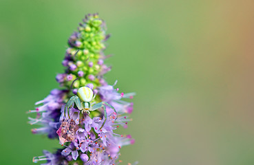 Image showing crab spider