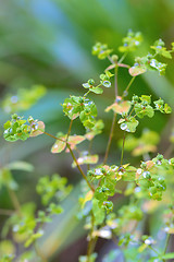 Image showing Dew drops in the morning