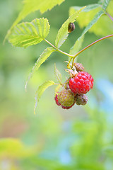 Image showing Wild raspberry