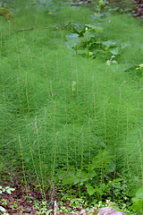 Image showing Equisetum arvense