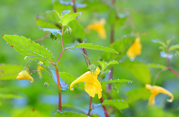 Image showing Epimediums yellow flowers