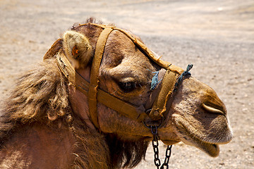 Image showing timanfaya spain   dromedary bite volcanic  lanzarote 