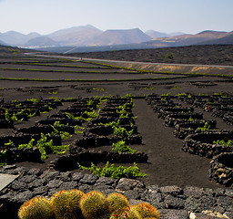 Image showing cactus  lanzarote spain la geria vine screw 