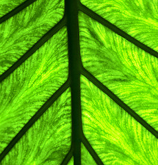 Image showing abstract leaf and his veins background 4 green  black    in the 