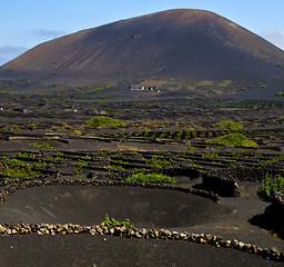 Image showing lanzarote spain la geria s  cultivation viticulture winery,