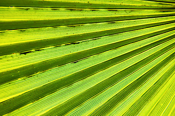 Image showing abstract green leaf  