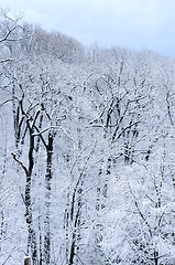 Image showing Winter forest