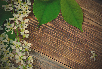 Image showing blossom bird cherry