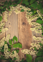 Image showing blossom bird cherry