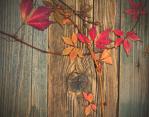 Image showing Autumn still life with red leaves