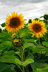 Image showing Sunflower field