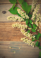 Image showing still life with branch of blossom bird cherry