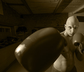 Image showing young boxer in gloves