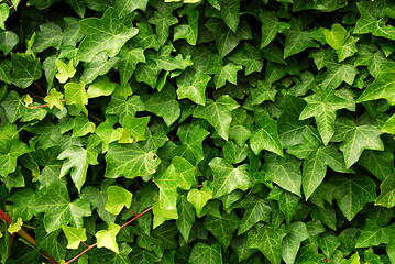 Image showing Green ivy background