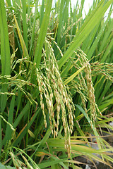 Image showing The ripe paddy field is ready for harvest