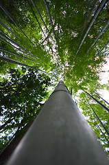 Image showing Bamboo forest with morning sunlight