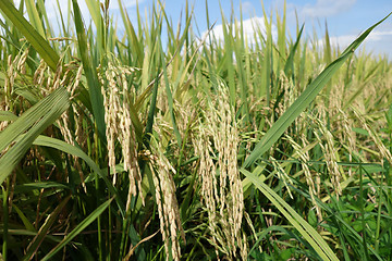 Image showing Ripe rice grains in Asia before harvest