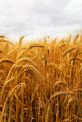 Image showing Wheat