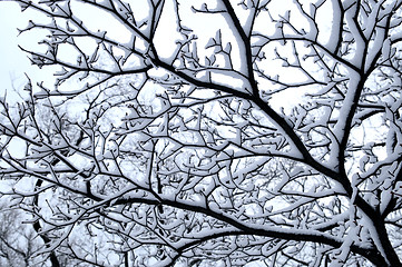 Image showing Snowy tree