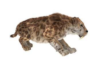 Image showing Big Cat Smilodon