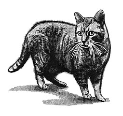 Image showing Cat