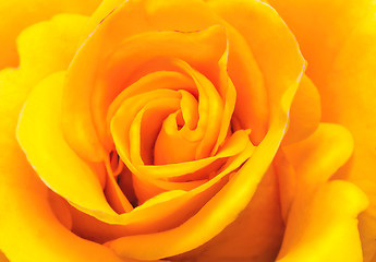 Image showing Flower beautiful delicate rose yellow closeup..