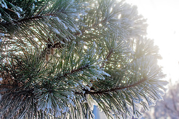 Image showing Pine branch, covered with snow.